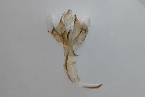 Coleophora maritimella